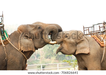 Two asian elephants lock trunks in a heart warming embrace