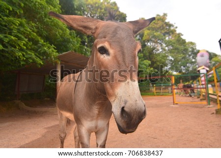 Closeup donkey head.