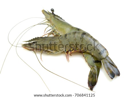 Raw black tiger shrimp isolated on white background
