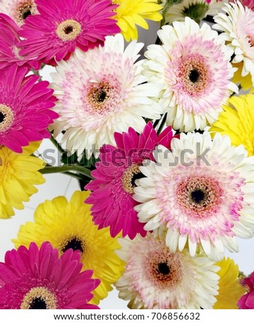 colorful gerbera flowers in close up as background