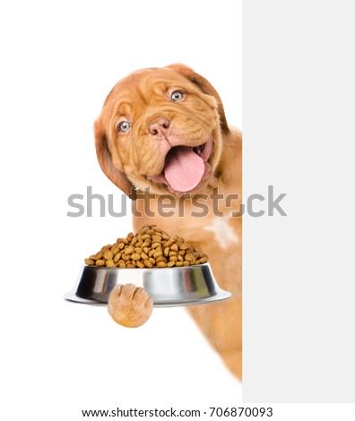 Funny puppy holding bowl of dry dog above white banner. isolated on white background