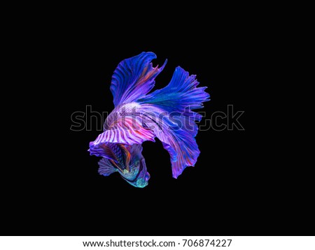 Capture on a beautiful Siamese Fighting Fish a kind of Half moon tail fish in the isolated background.