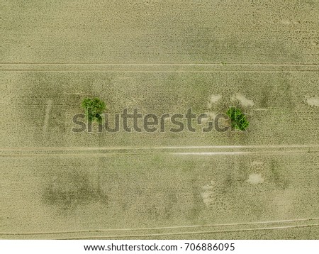 Aerial view of tree on a wheat field
