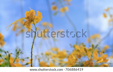 Blue sky and blurred cloud with yellow flora in sunny day, Group of flowers name Dwarf Poinciana / Barbadose Pride / Caesalpinia pulcherrima / Peacock tail flower in Thailand name, selective focus 