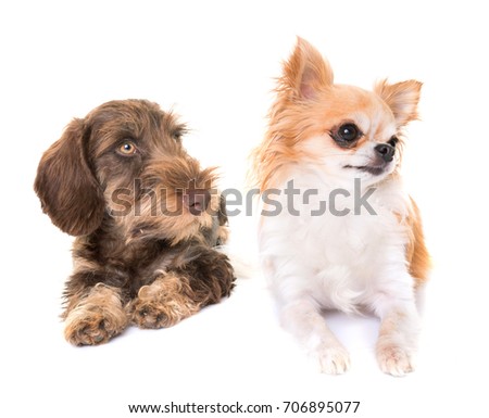 puppy Wire-haired Dachshund and chihuahua in front of white background
