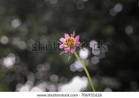 Closed up shot of a wild tiny yellow,pink,white,purple flower with green bokeh background.