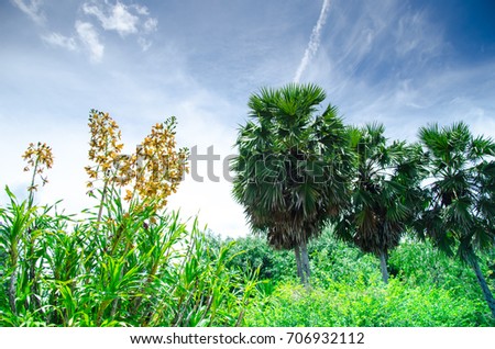 Yellow tiger orchid( Leopard flower).Local tropical orchid in Thailand with sugar palm and blue sky background.
