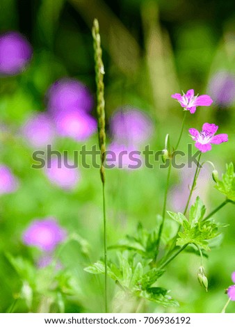 purple spring flowers on green background with shallow depth of field 