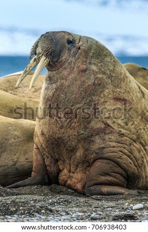 Walrus ( Odobenus rosmarus )