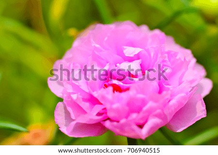 Closeup flower and sunrise background in the morning at summer. Natural green plant landscape concepts