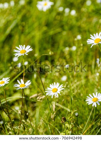 white spring flowers on green background with shallow depth of field 