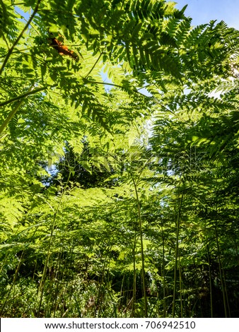 beautiful green Fern leaves under sunlight in the woods from below.