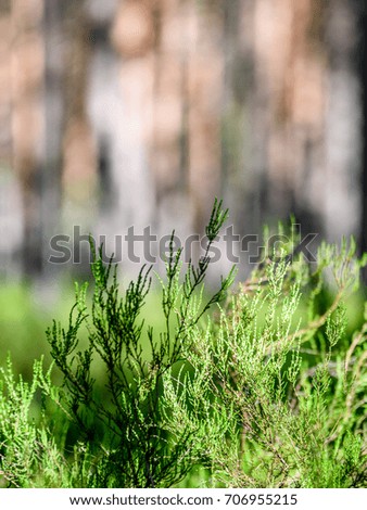 forest trees. nature green wood sunlight backgrounds. - vertical, mobile device ready image