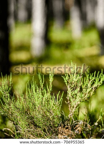 forest trees. nature green wood sunlight backgrounds. - vertical, mobile device ready image