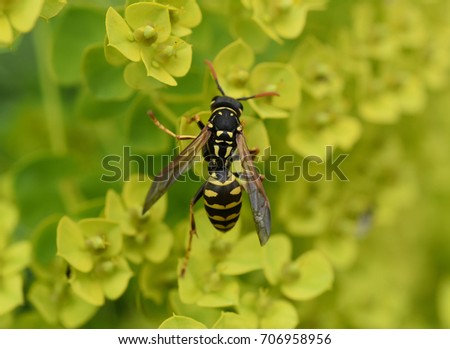 Wasp; Vespula; germanica