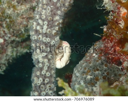White Hermit Crab Climbing on a Finger Sponge with Invasive Anemones, Key West Florida, Florida Keys