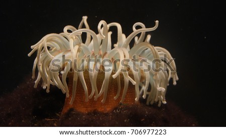 Sea anemon, a terrestrial flower. Royalty-Free Stock Photo #706977223