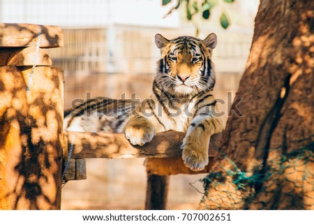 Tiger relaxing