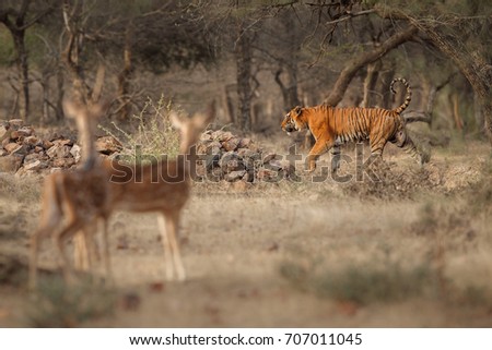Tiger and his prey in Ranthambhore National Park 