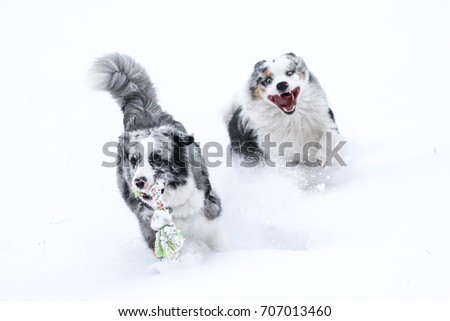 A picture of two chasing australian shepherds during winter. They are fighting for the toy. 