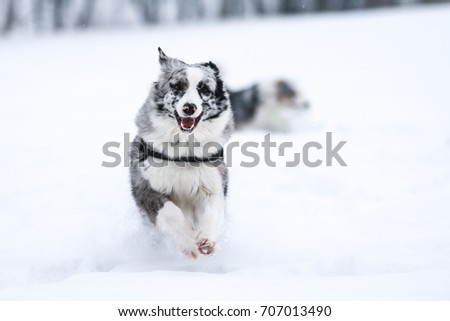 A picture of running australian shepherd during winter. He really enjoys this. 