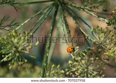 Red ladybird on dill.