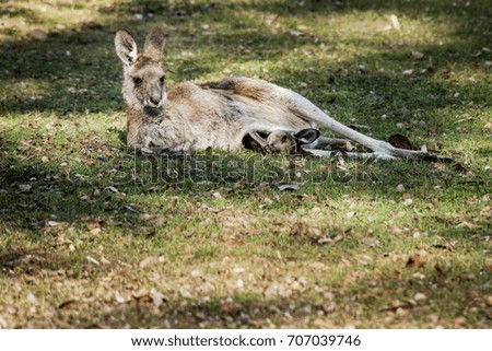 A mother kangaroo resting in dappled sunshine while her young peeks out of the pouch to enjoy the grass too.