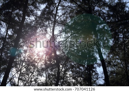 abstract look bark, brach and tree body, Evergreen Casuarina equisetifolia. Sun ray
