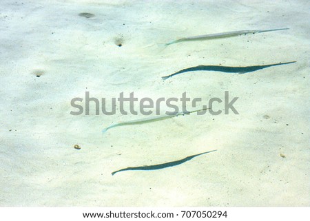 little fish   isla contoy         in mexico froath and    foam  the sea drop sunny day  wave