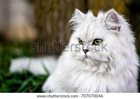Chinchilla Persian Cat Royalty-Free Stock Photo #707070046