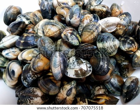 clams close up