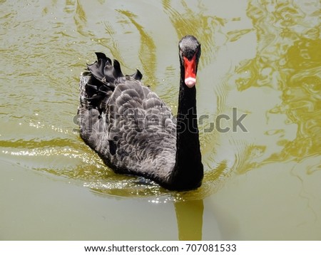 Black Swan (Cygnus atratus) bird on the water
