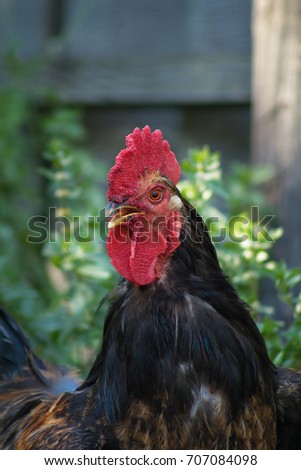 Black cock living in the village, summer