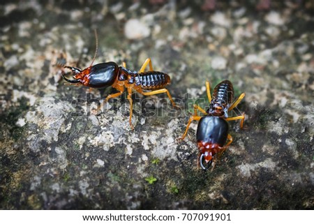 Pair of undeground termite soldiers, standing guard on a lichen encrusted rock in Thailand