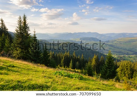 Beautiful summer landscape with spruce forest on grassy hillside in Carpathians, Ukraine