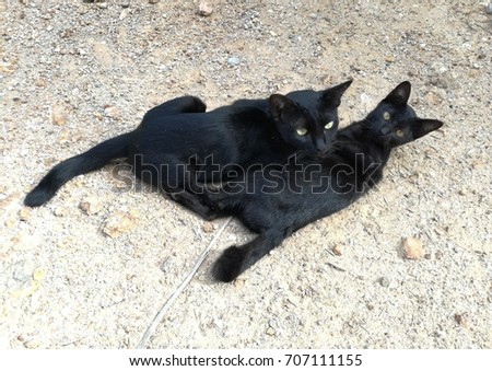 two thai cat playing happily on the ground