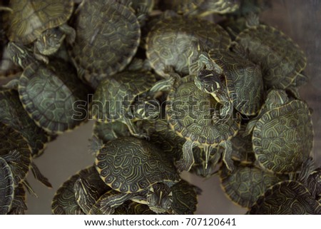 Many turtles are on the back