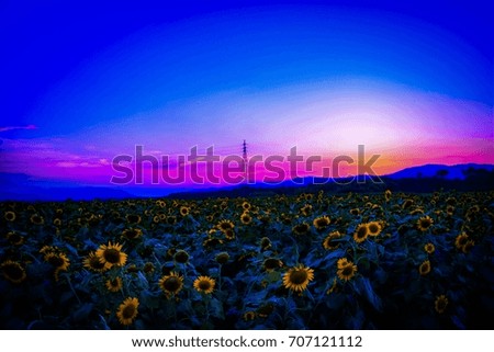 TOKUSHIMA,JAPAN Sunset and sunflower