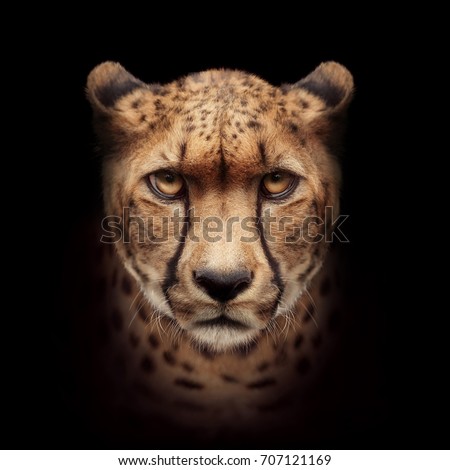 cheetah face isolated on black background