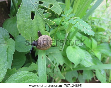  freshwater snail on the leaf