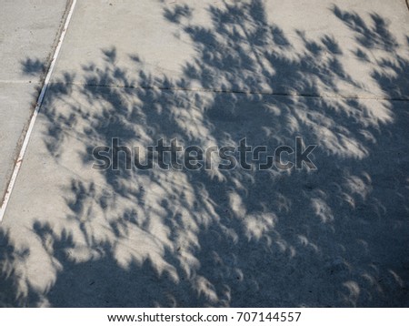 Crescent shaped shadows of the plant leaves during solar eclipse.