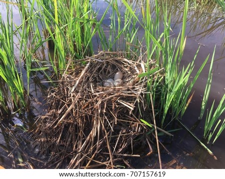 The nest with an eggs of paddy field birds known scientifically as Gallinula tenebrosa or locally call as Burung Tambun in Kota Belud Sabah. Very command at paddy field and swamp area. 