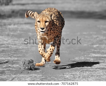 Color isolation: exercising cheetah