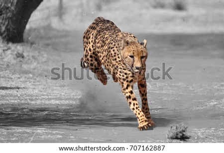 Color isolation: exercising cheetah