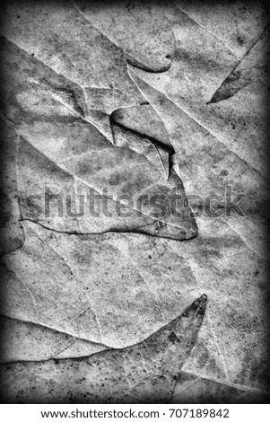 Gray Autumn Dry Maple Foliage Vignetted Grunge Background Texture