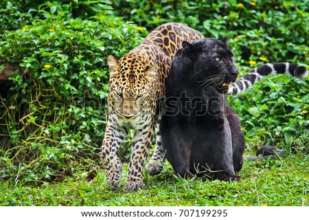 Leopard side by side panther.