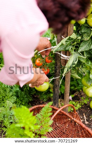 Gardening - woman harvesting fresh tomatoes in her garden on a sunny day