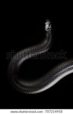 Mexican Black king snake