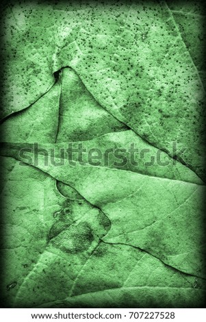 Kelly Green Autumn Dry Maple Foliage Vignetted Grunge Background Texture