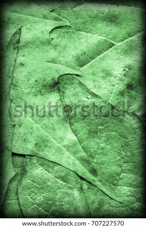 Kelly Green Autumn Dry Maple Foliage Vignetted Grunge Background Texture